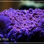 corals inverts - echinophyllia sp. - hot lava echinophyllia stocking in 150 gallons tank - enchino
