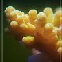 corals inverts - acropora chesterfieldensis - chesterfieldensis acropora coral stocking in 150 gallons tank - a sps frag