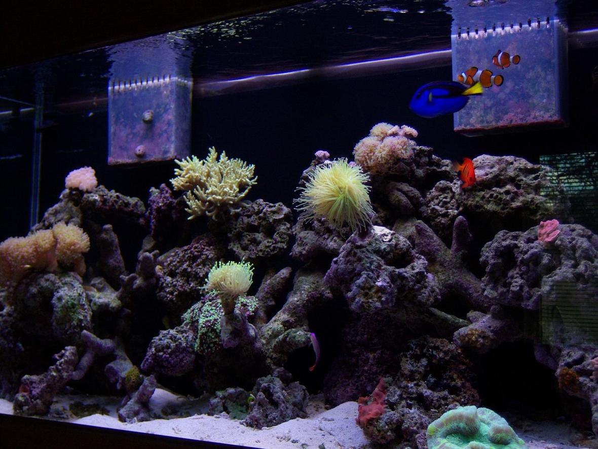 90 gallons reef tank (mostly live coral and fish) - 90 Gallon Coral Reef