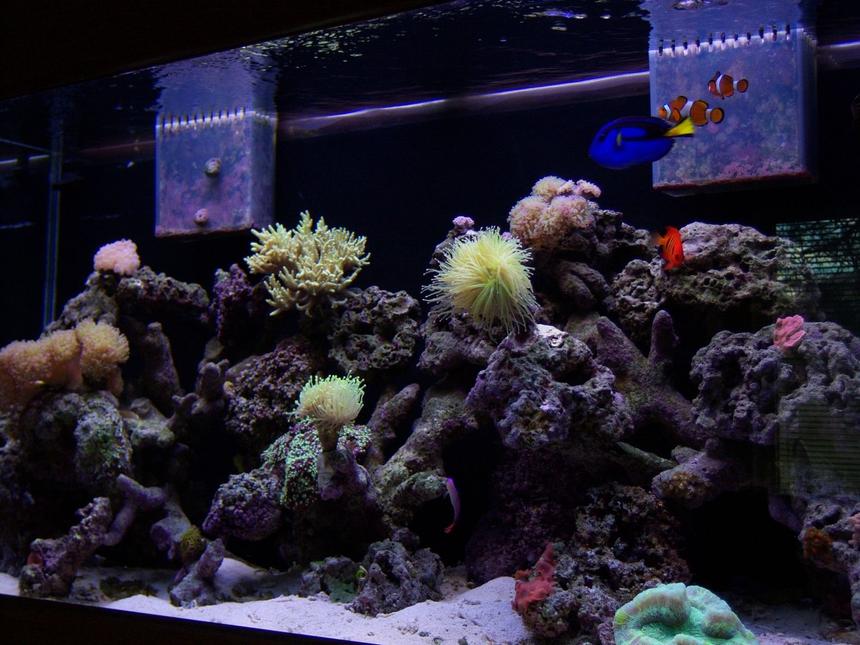Rated #115: 90 Gallons Reef Tank - 90 Gallon Coral Reef