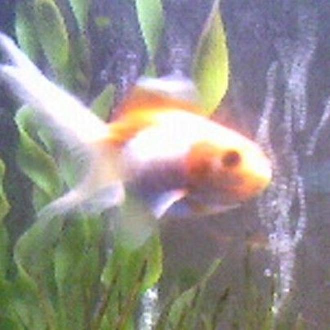 freshwater fish - carassius auratus - fantail goldfish, calico stocking in 30 gallons tank - thomas