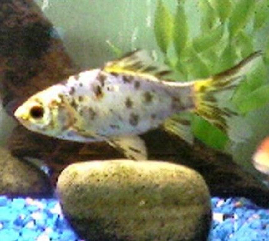 Rated #2332: Freshwater Fish - Carassius Auratus - Fantail Goldfish, Calico Stocking In 30 Gallons Tank - arlo