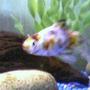 freshwater fish - carassius auratus - fantail goldfish, calico stocking in 30 gallons tank - henry
