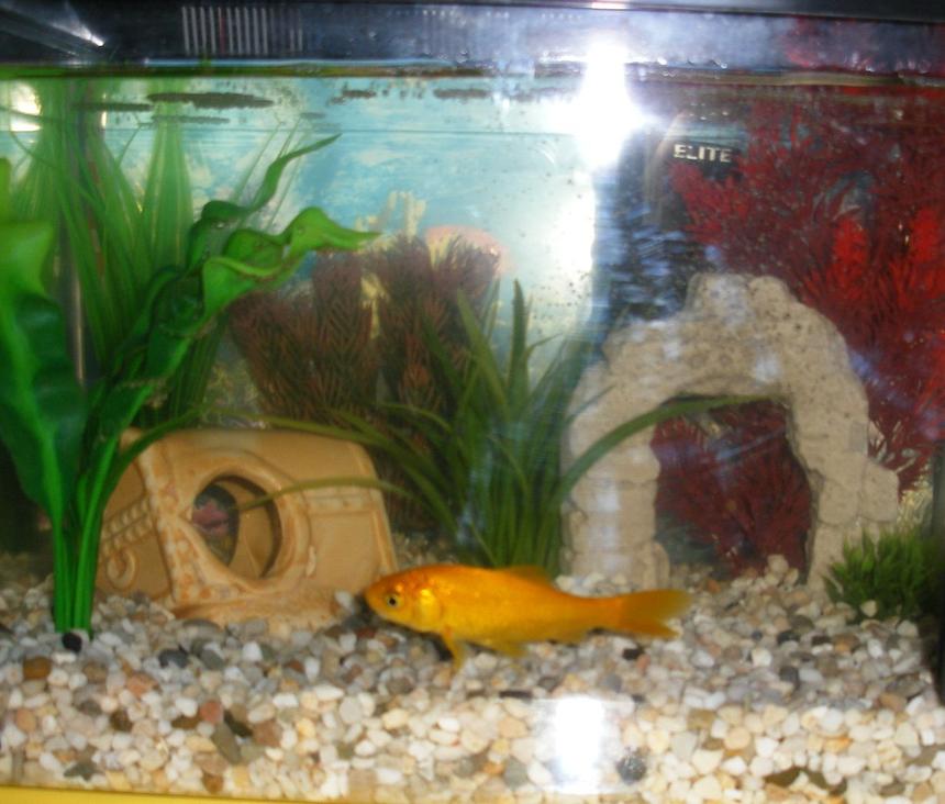 Rated #2391: Freshwater Fish - Carassius Auratus - Goldfish Stocking In 2 Gallons Tank - 1 small goldfish in small tank