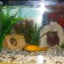 freshwater fish - carassius auratus - goldfish stocking in 2 gallons tank - 1 small goldfish in small tank