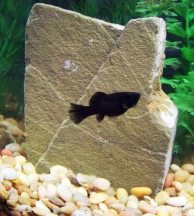 freshwater fish - poecilia latipinna - black sailfin molly stocking in 120 gallons tank - This molly is only a few months old.