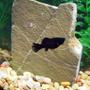 freshwater fish - poecilia latipinna - black sailfin molly stocking in 120 gallons tank - This molly is only a few months old.