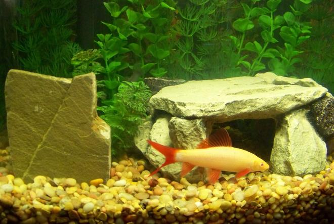 freshwater fish - epalzeorhynchos frenatus - albino rainbow shark stocking in 120 gallons tank - Albino Rainbow Shark in my 12 gallon Eclipse