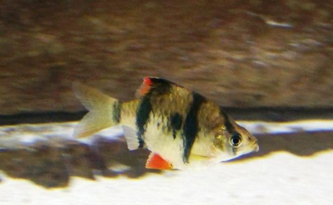 freshwater fish - puntius tetrazona - tiger barb stocking in 120 gallons tank - My tiger barbs are tough to photograph because they swim so dang fast!