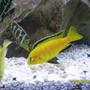 freshwater fish - labidochromis caeruleus - electric yellow cichlid stocking in 55 gallons tank - Electric Yellow