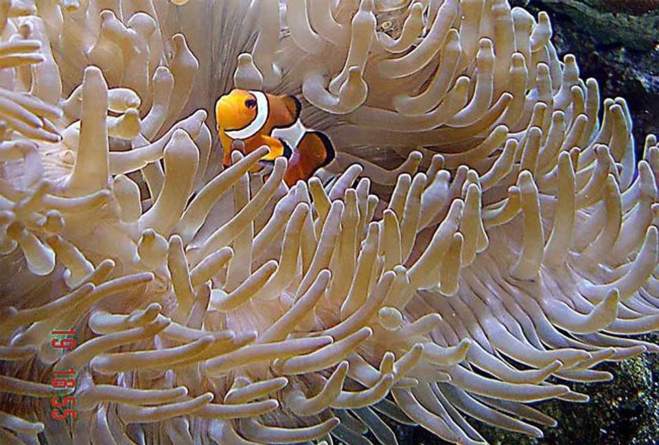 corals inverts - heteractis crispa - sebae anemone stocking in 185 gallons tank - Defiantly the best photographed fish around