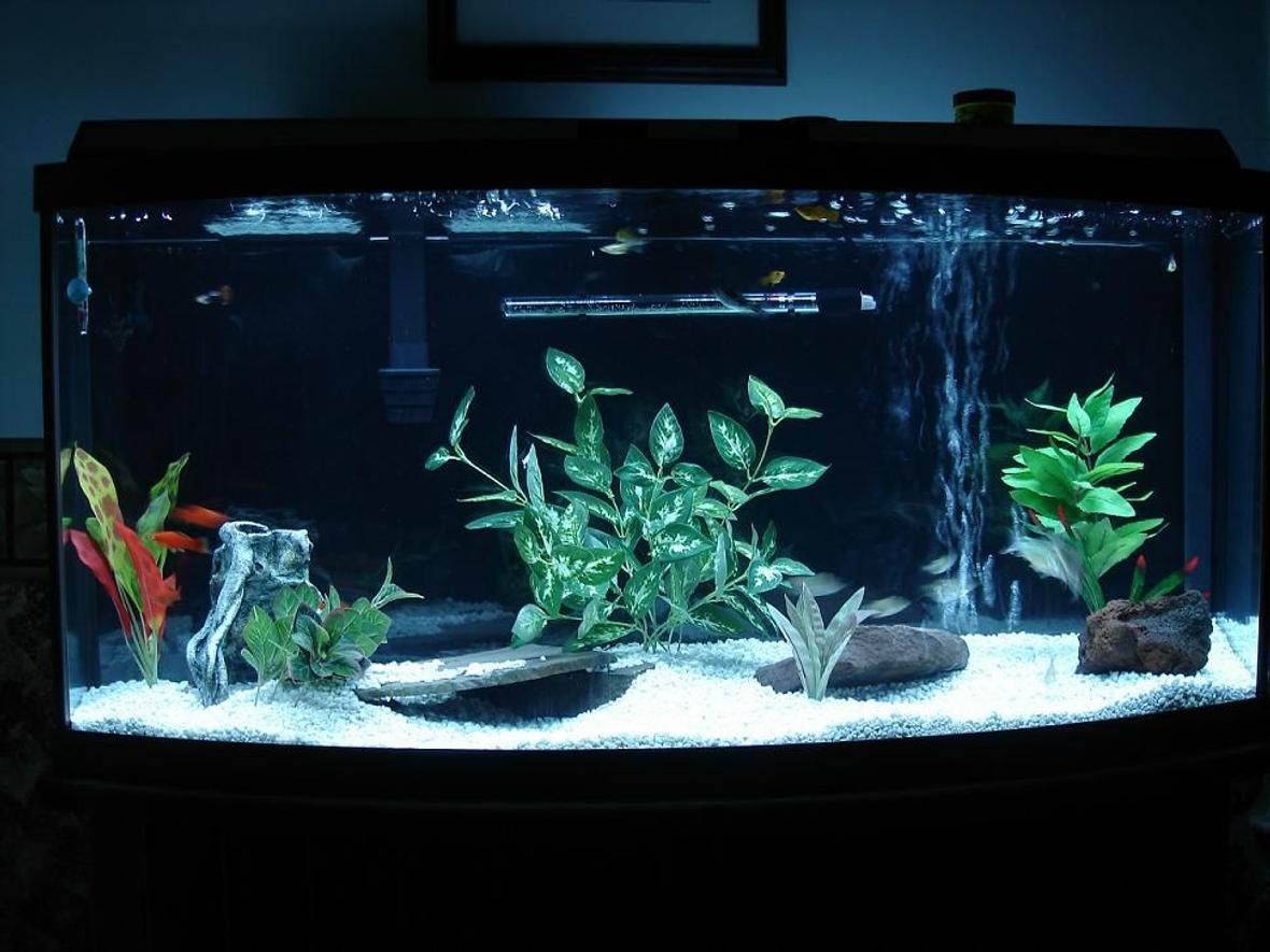 48 gallons freshwater fish tank (mostly fish and non-living decorations) - 72 Bow front community tank.