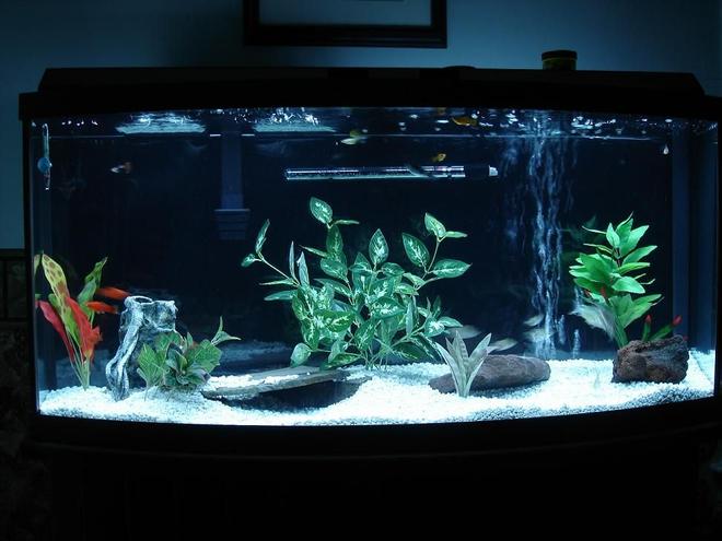 48 gallons freshwater fish tank (mostly fish and non-living decorations) - 72 Bow front community tank.