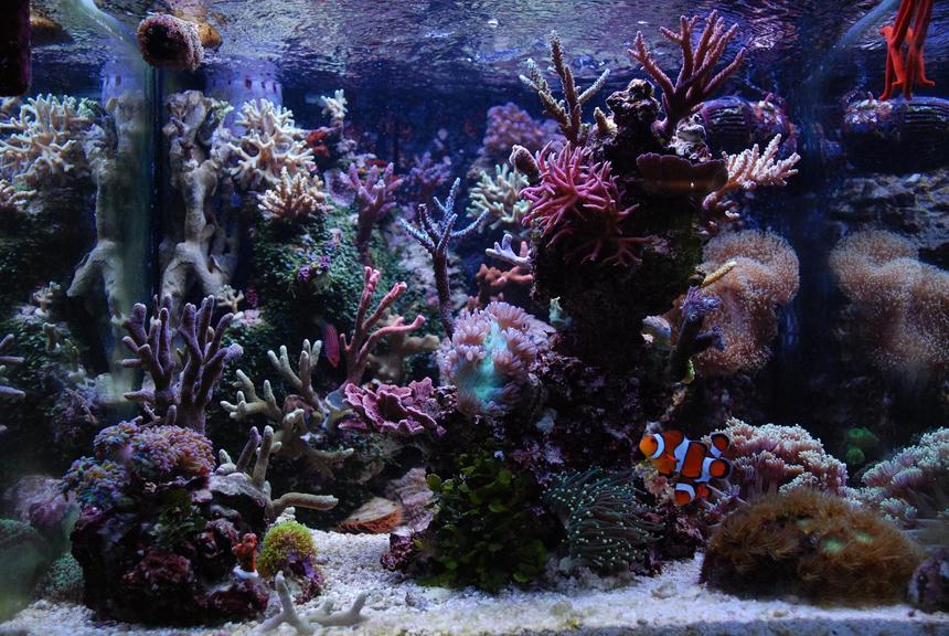 Rated #120: 40 Gallons Reef Tank - my tanks front