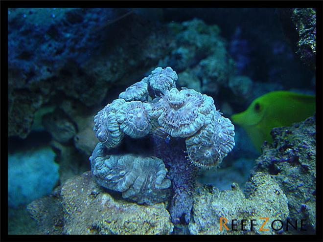 corals inverts - caulastrea furcata - candy cane coral stocking in 75 gallons tank - Blue Candy Cane(9/27/08)