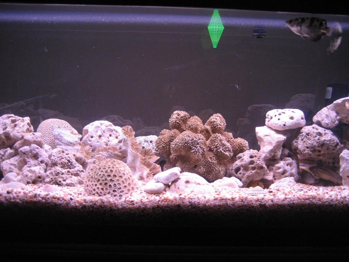 76 gallons freshwater fish tank (mostly fish and non-living decorations) - this is the full view of my fish tank