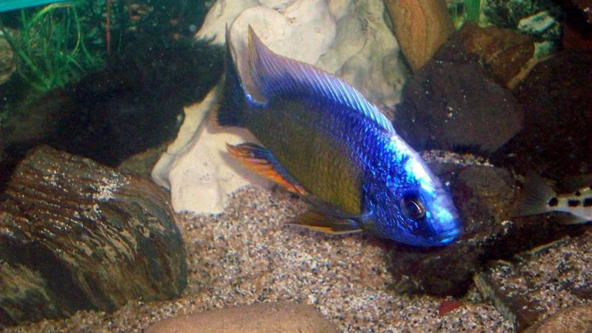 Rated #81: Freshwater Fish - Aulonocara Stuartgranti - Ngara Flametail Stocking In 55 Gallons Tank - My cichlid :)
