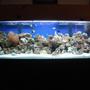 100 gallons reef tank (mostly live coral and fish) - 100g reef, 120 pound live rock, 100 pound live sand, 2 75g filters, octopus skimmer, 2 20k 48" floescent, lots of fish!!!
