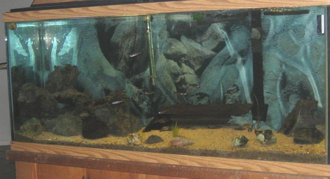 55 gallons freshwater fish tank (mostly fish and non-living decorations) - supposed to look like lake tanganyika...looks better in person :-)