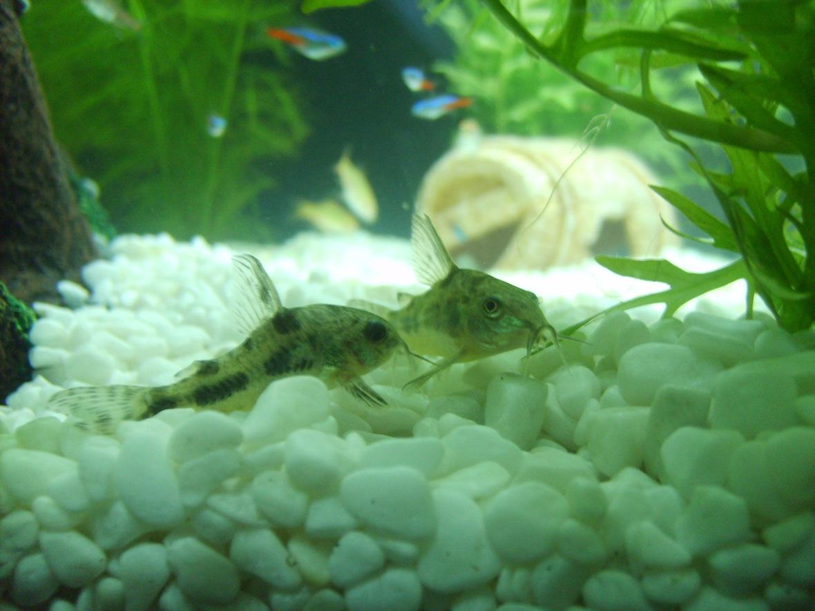 freshwater fish - corydoras paleatus - peppered cory cat stocking in 25 gallons tank - My peppered Corys Salt and Peppa sitting together peacefully