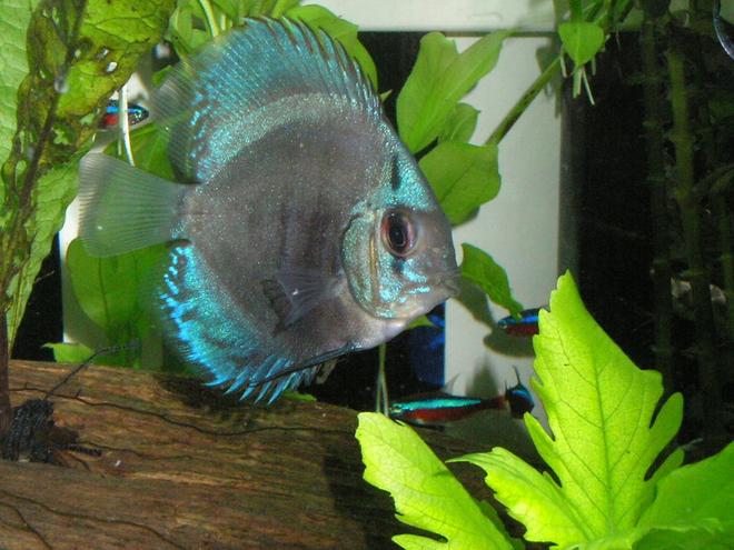 freshwater fish - symphysodon sp. - blue diamond discus stocking in 55 gallons tank - One of my  blue discus with some cardinal tetras in the background
