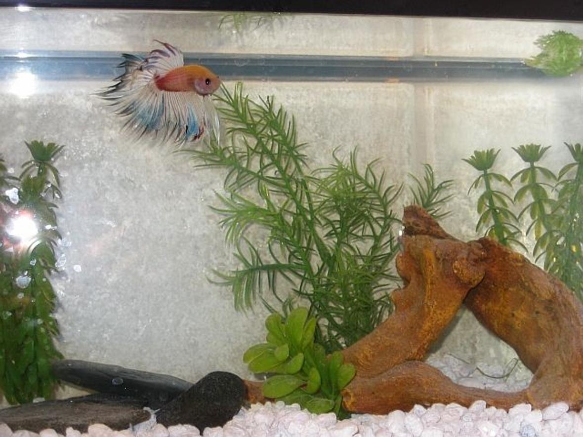 freshwater fish - betta splendens - crown tail betta stocking in 20 gallons tank - Male Crowntail Betta
