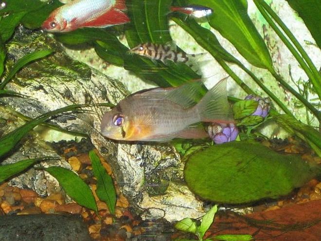 freshwater fish - microgeophagus altispinosa - bolivian ram stocking in 20 gallons tank - Bolivian Ram