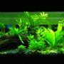55 gallons planted tank (mostly live plants and fish) - My Amaxon Tank