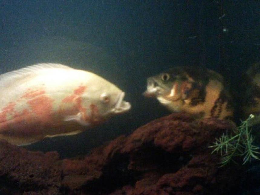 Rated #1439: Freshwater Fish - Astronotus Ocellatus - Albino Oscar Stocking In 85 Gallons Tank - two oscars fighting