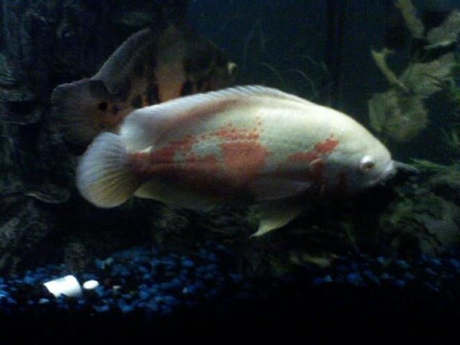 freshwater fish - astronotus ocellatus - albino oscar stocking in 85 gallons tank - My Ablino Oscar