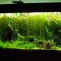 60 gallons planted tank (mostly live plants and fish) - Plant Tank