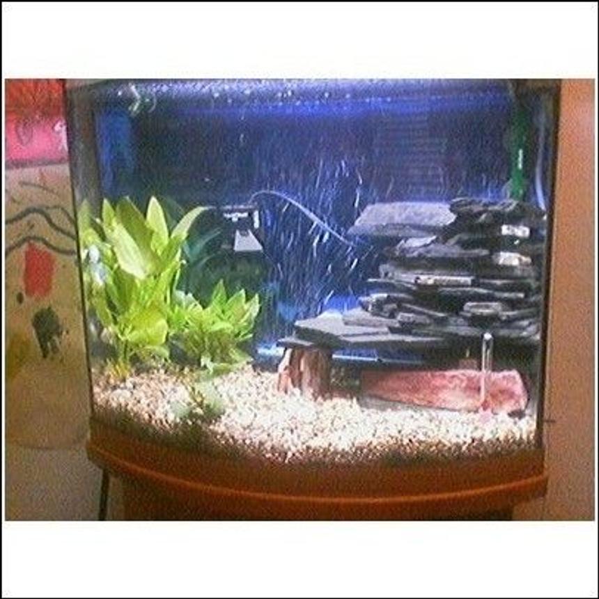 Rated #273: 29 Gallons Planted Tank - my bowfront