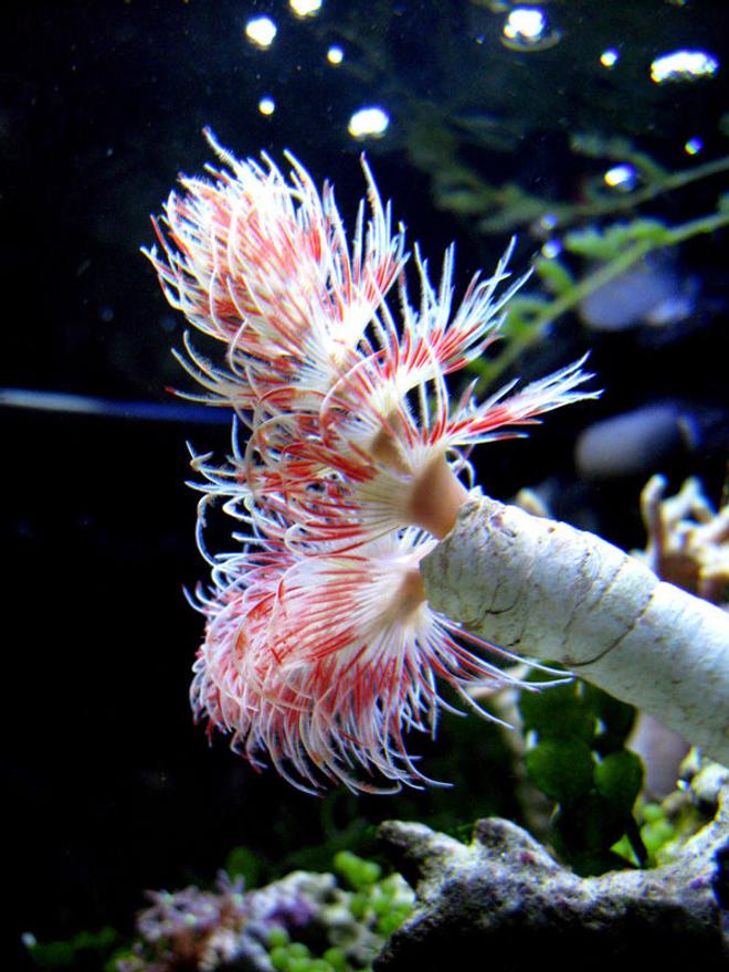 corals inverts - protula bispiralis - hard tube coco worm stocking in 29 gallons tank - Beautiful coco worm