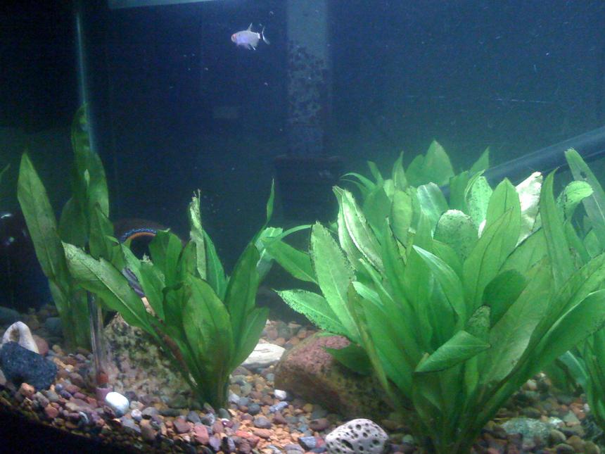 Rated #2047: 30 Gallons Planted Tank - 30 gal. Long, penguin 280, powerhead sponge filter, Stealth heating unit, gravel sub-straight, 5500 k lighting, EcoBio Rock with in gravel bubbler. Amazon Swords. 2 Parrot fish, 7 Red-eye Tetra, 4 Glass Tetra, 1 rainbow Shark, 1Albino Cory-cat, Pleco
