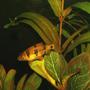 freshwater fish - puntius everetti - clown barb stocking in 90 gallons tank - CLOWN BARB