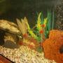 fish tank picture - VIEW 2
