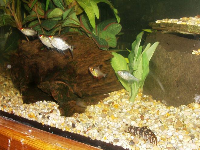 freshwater fish - moenkhausia sanctaefilomene - red eye tetra stocking in 90 gallons tank - SOME OF THE GANG
3 RED EYED TETRA'S & 2 PHANTOM TETRA'S AND A YOYO LOACH