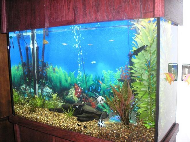 110 gallons planted tank (mostly live plants and fish) - 110 gallon fresh water with a wide variety of fish ( kribensous, blue ram,gold ram, neons, koi angels, red tail shark, kooli loach clown loach ,gold plecotomous,, elephant nose,black mollies,gold gouramis,variety of danios....ect..... right hand side established plants and newly planted plants on left side