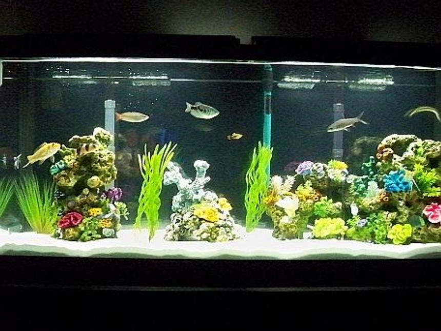 Rated #1795: 55 Gallons Freshwater Fish Tank - 55 gal with assorted fish