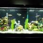 55 gallons freshwater fish tank (mostly fish and non-living decorations) - 55 gal with assorted fish