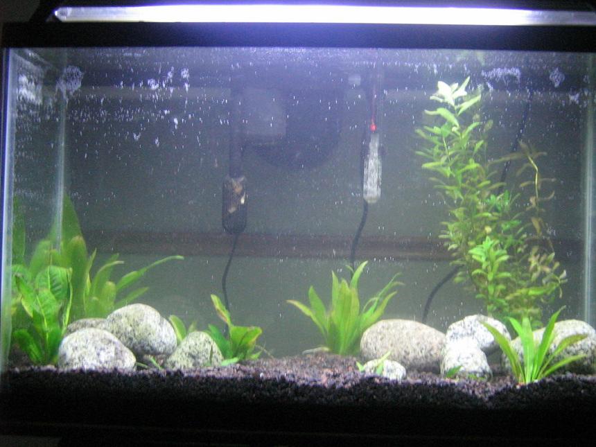Rated #264: 29 Gallons Planted Tank - Re-Done tank
more plants soon...