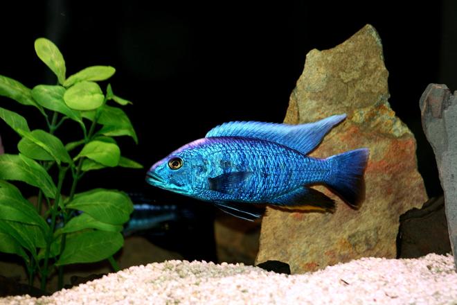 freshwater fish - sciaenochromis fryeri - electric blue hap stocking in 66 gallons tank - electric blue at his very best