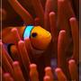 saltwater fish - amphiprion percula - true percula clownfish stocking in 150 gallons tank - false percula hosting in a RBTA