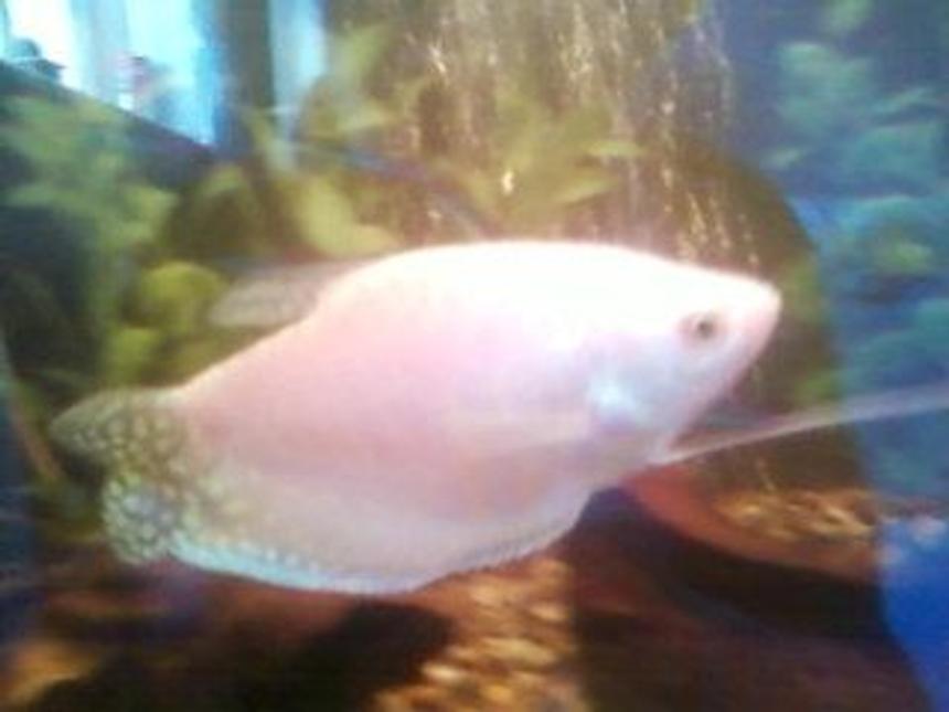 Rated #2357: Freshwater Fish - Trichogaster Leeri - Pearl Gourami Stocking In 40 Gallons Tank - This is 1 of my 2 Pearl Gouramis.
Sorry for the crap quality, bad camera.