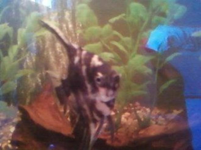freshwater fish - pterophyllum sp. - marble veil angel stocking in 40 gallons tank - This is my English Angel fish.
Sorry about the crap quality, bad camera