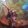 freshwater fish - pterophyllum sp. - marble veil angel stocking in 40 gallons tank - This is my English Angel fish. Sorry about the crap quality, bad camera