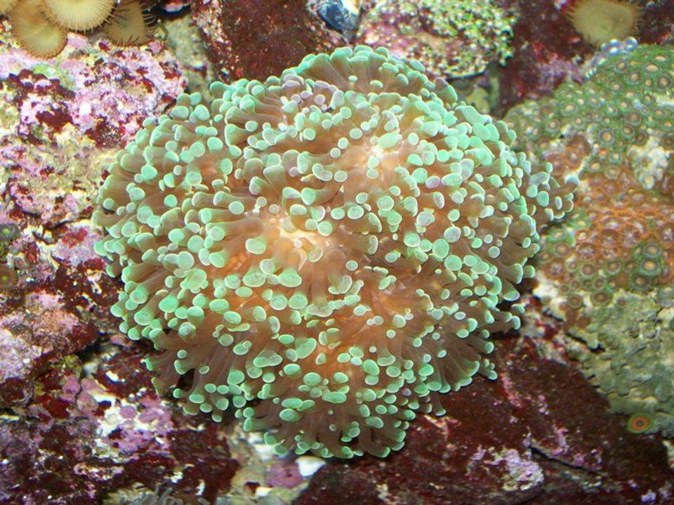 corals inverts - euphyllia paradivisa - frogspawn coral stocking in 90 gallons tank - my tank pics