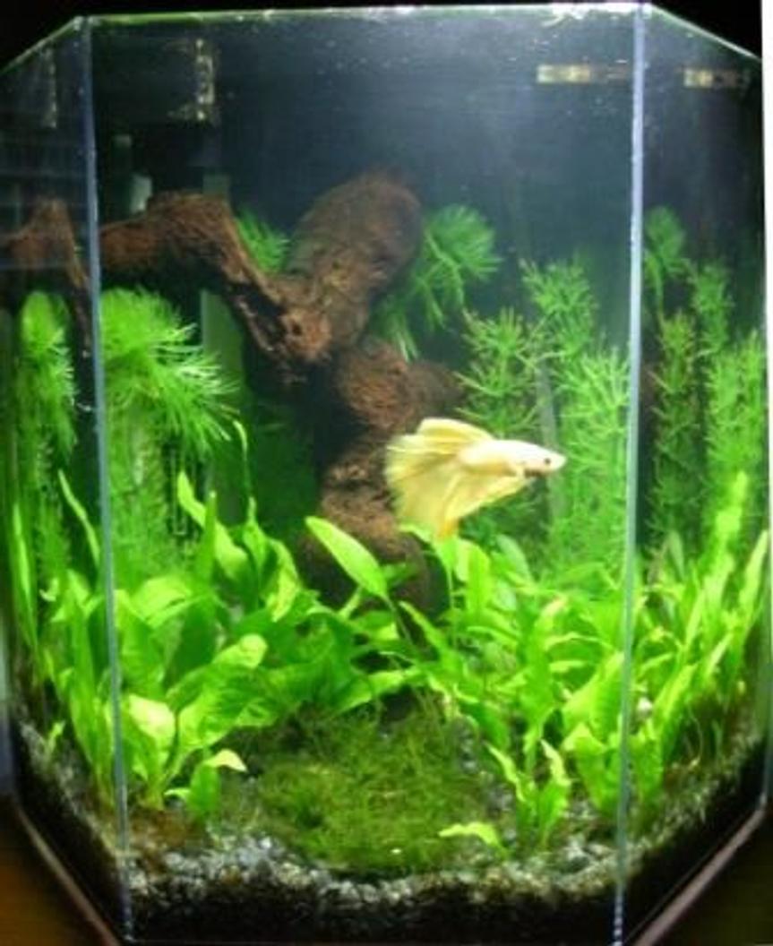 Rated #117: 5 Gallons Planted Tank - My yellow halfmoon betta named Mojito