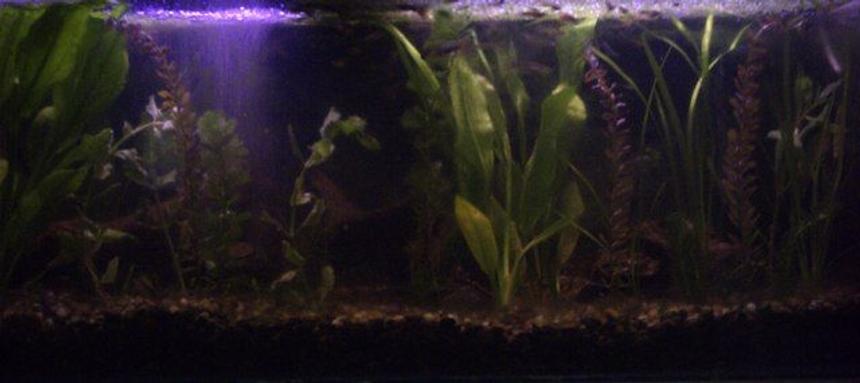 Rated #1971: 60 Gallons Planted Tank - My Big Tank. Tank#1