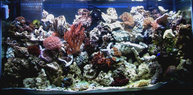 80 gallons reef tank (mostly live coral and fish) - Blackmarket's 80g reef in the office...